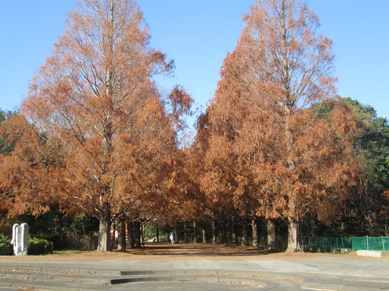 hitachi sea side park. tree lined with autumn leaves