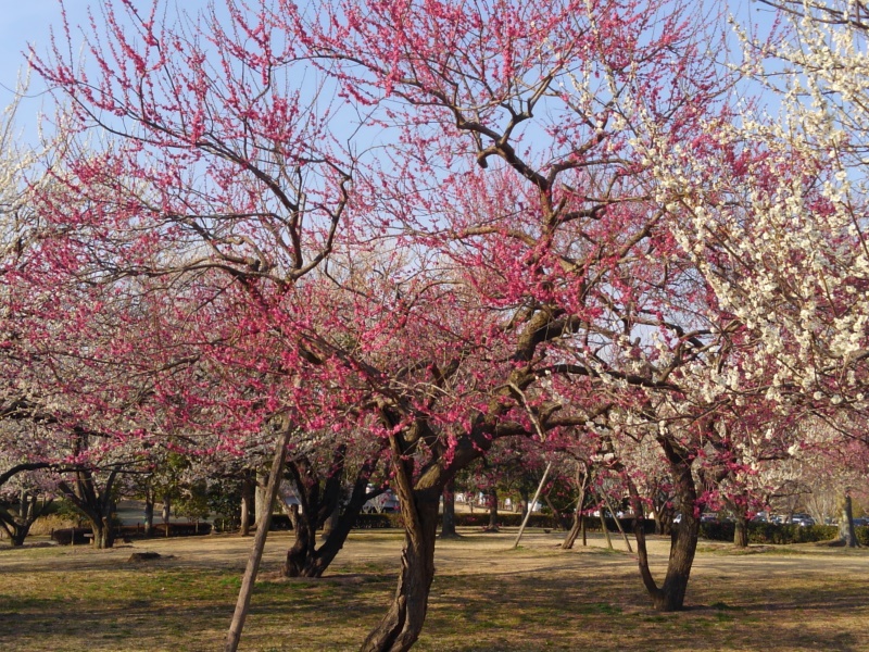 plum trees garden in Kairakuen