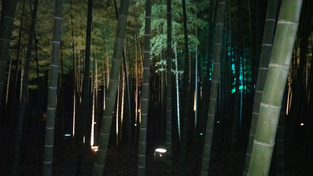 illuminated during Bamboo grove in Kairakuen