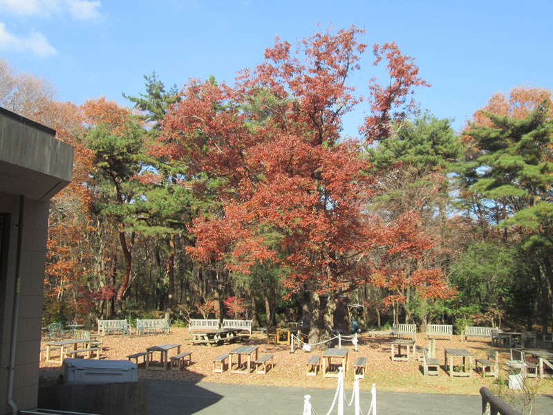 Garden in front of coffee shop