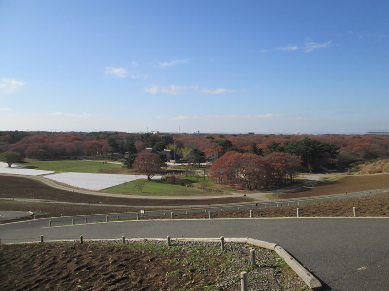 hitachi sea side park. Miharashino oka