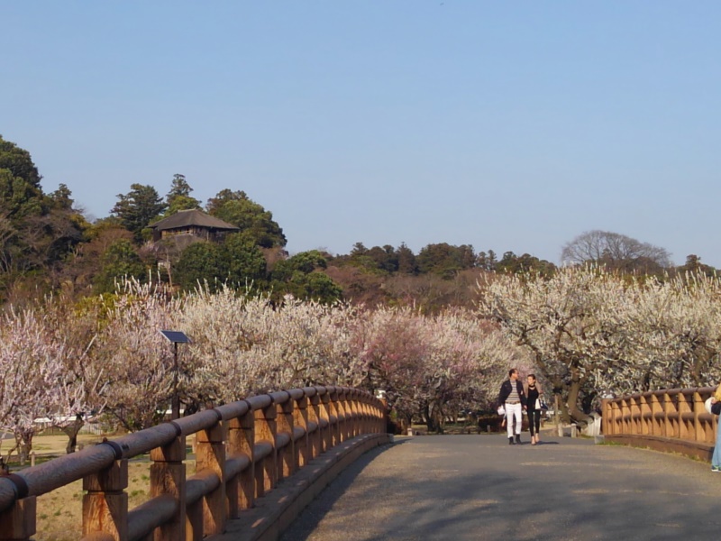 plum trees garden in Kairakuen