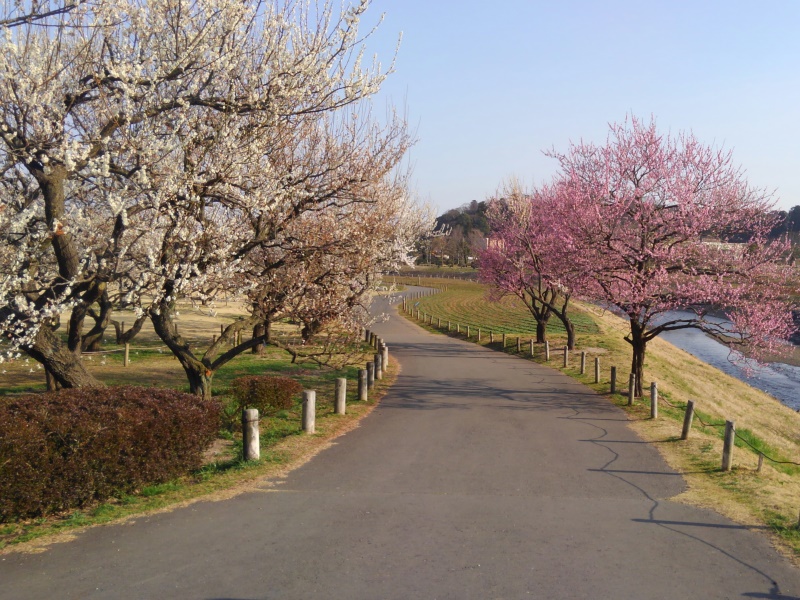 plum trees garden in Kairakuen