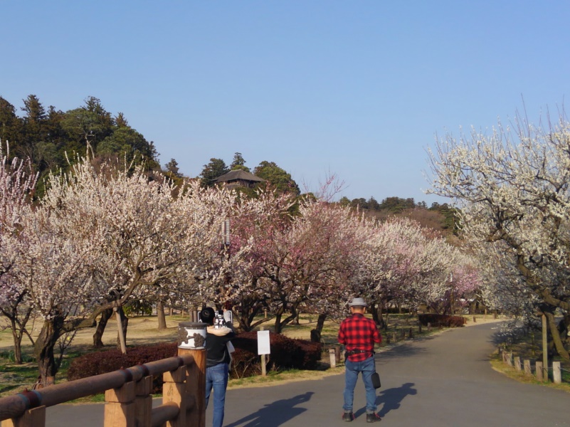 plum trees garden in Kairakuen