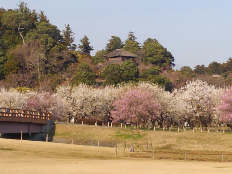 plum trees garden in Kairakuen