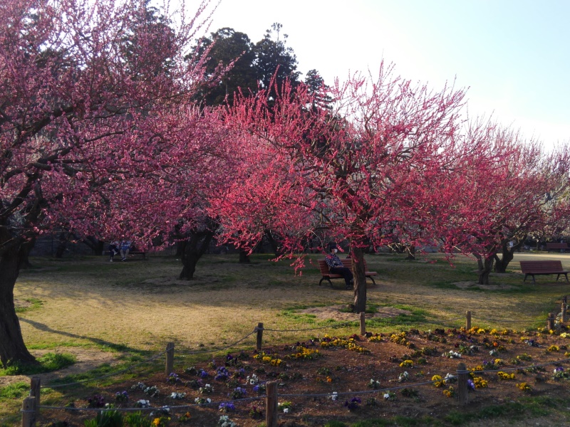 plum trees garden in Kairakuen