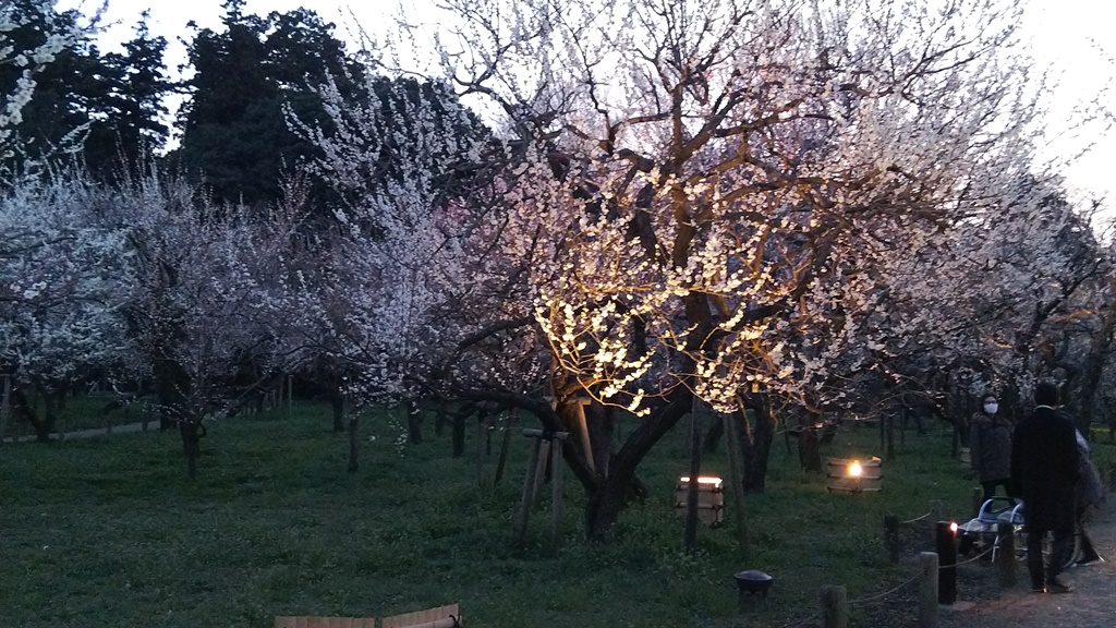 illuminated during garden in Kairakuen