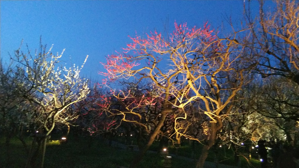 illuminated during garden in Kairakuen