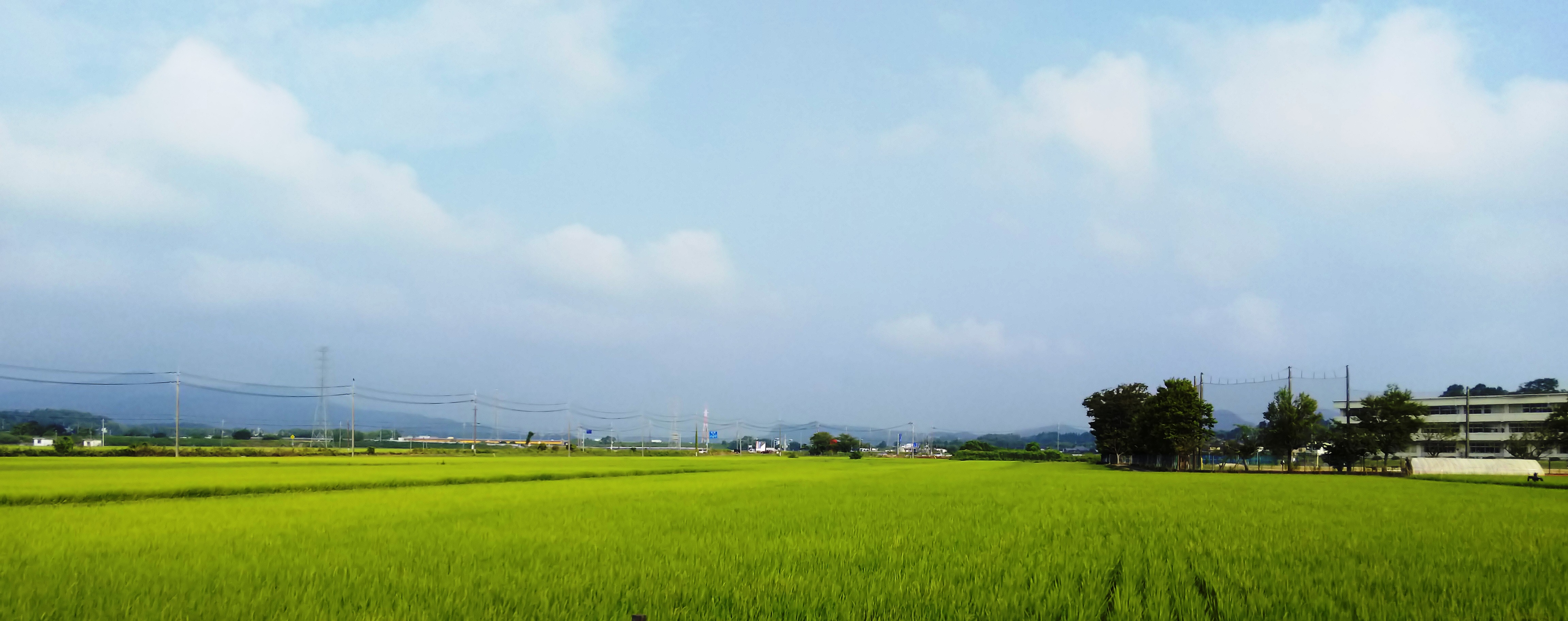 rice field